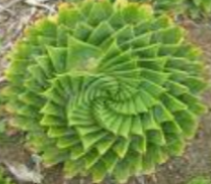 Aloe spiralis